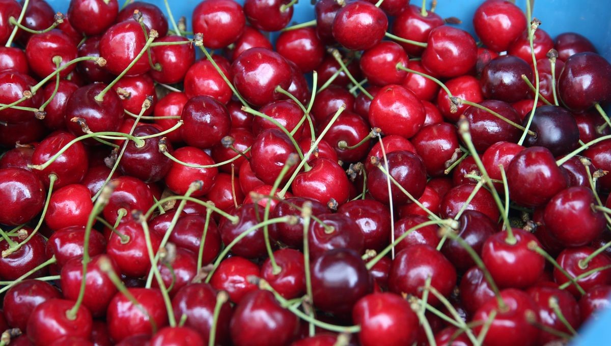Vente de cerises