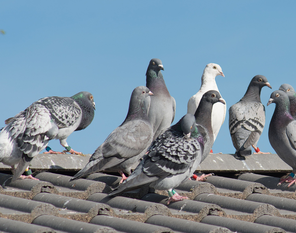 Pigeons